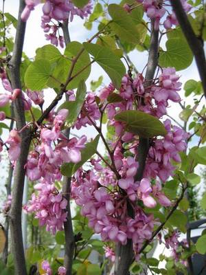 CERCIS SILIQUASTRUM